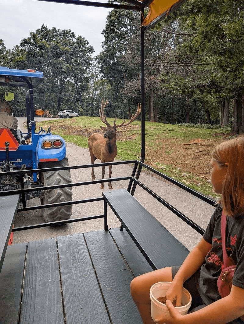 A Different View From the Wagon