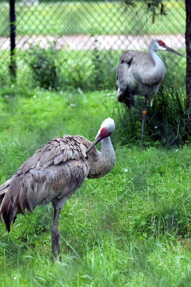 A Cozy Community Zoo in the Middle of Wisconsin - Wildwood Zoo in Marshfield, Wood County