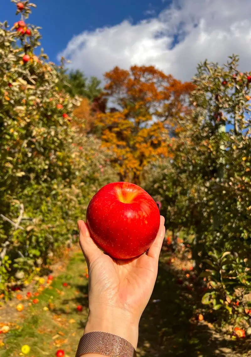 Honey Pot Hill Orchards, Stow