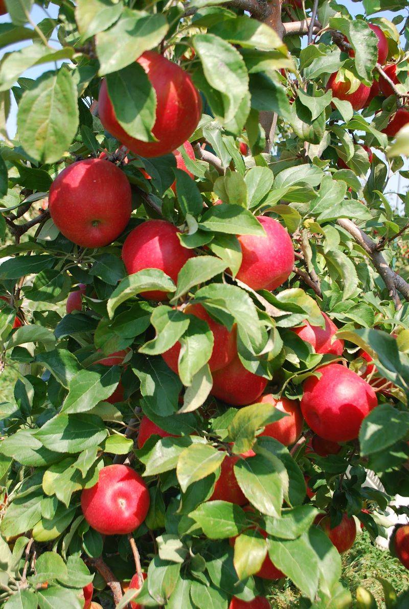 Sunrise Orchards, Gays Mills