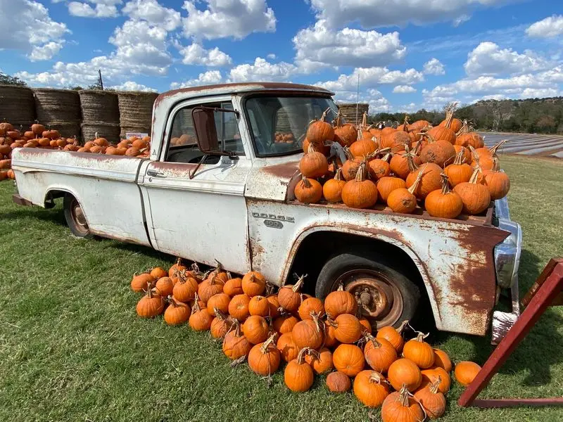 Sweet Berry Farm: Berries and Big Fall Days in Marble Falls