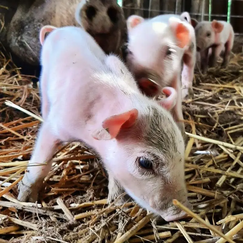 Cat Hollow Farm/Farmstore, Liberty Ky