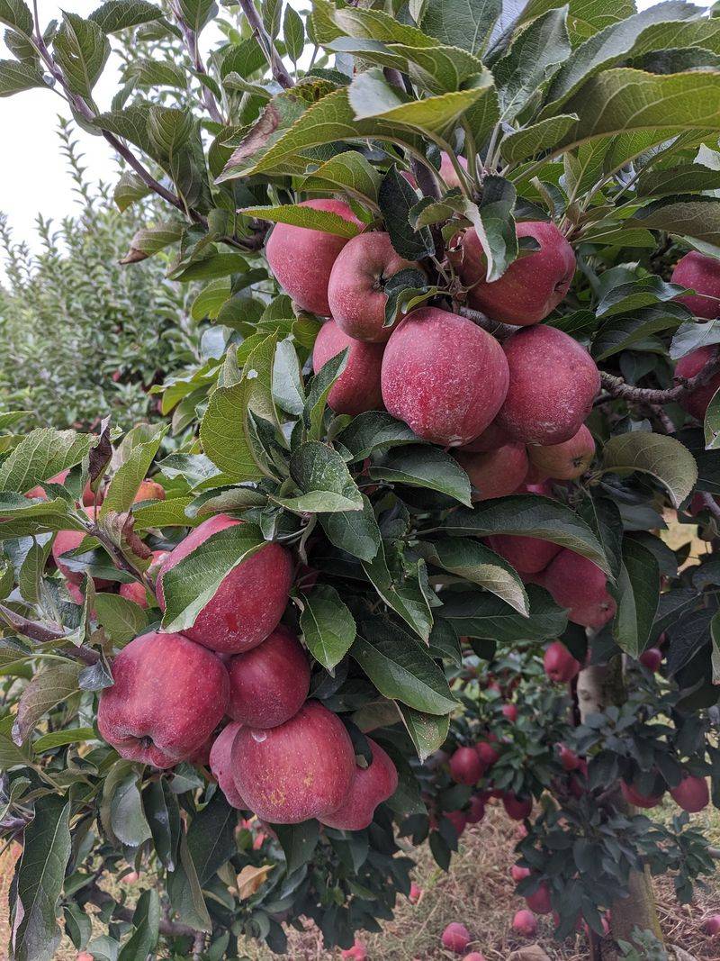 Lohr's Orchard