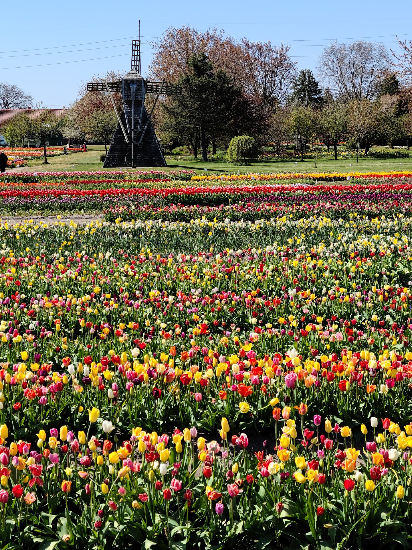 Millions Of Tulips Make May Feel Like A Party