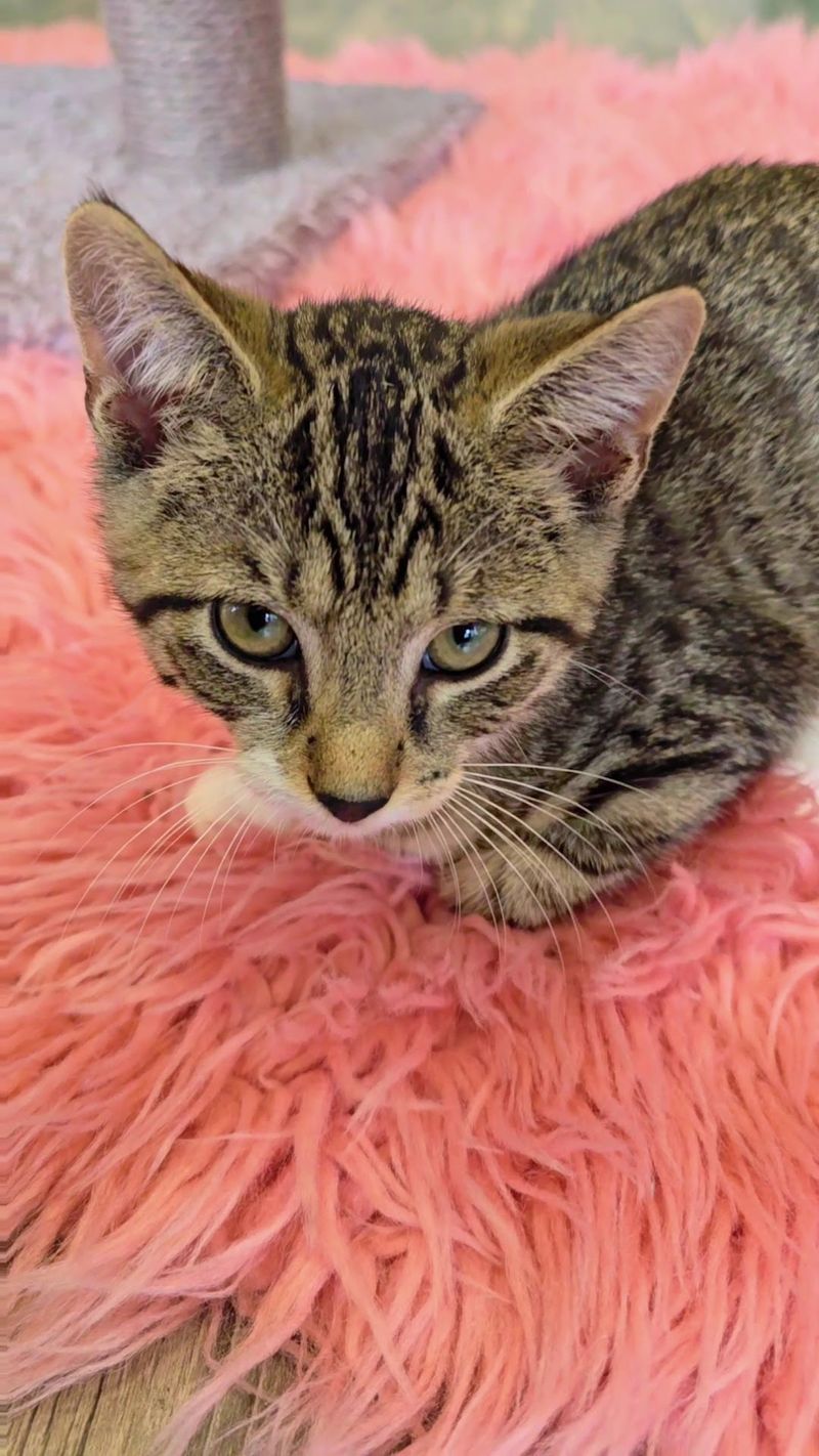 Why So Many Kittens Leave With New Families