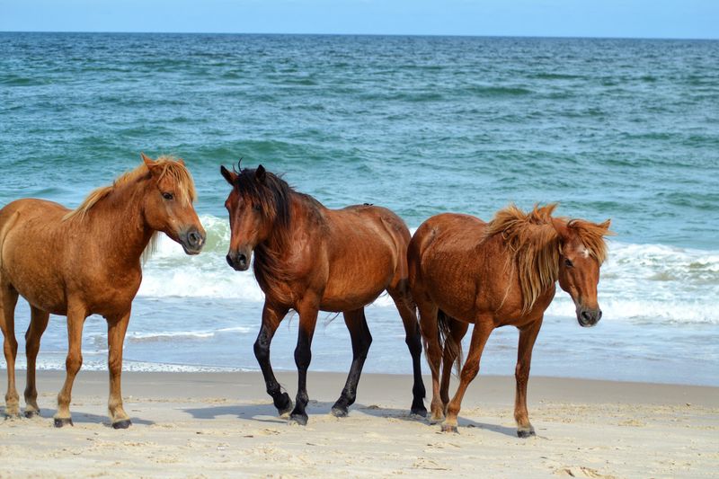 Ponies With Salty Habits And Zero Shyness
