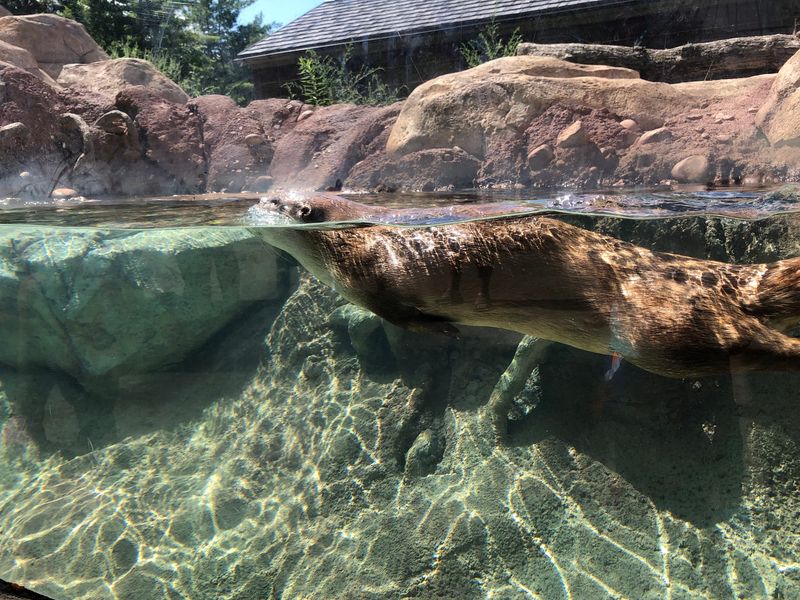 Seals Bring the Splashy Entertainment