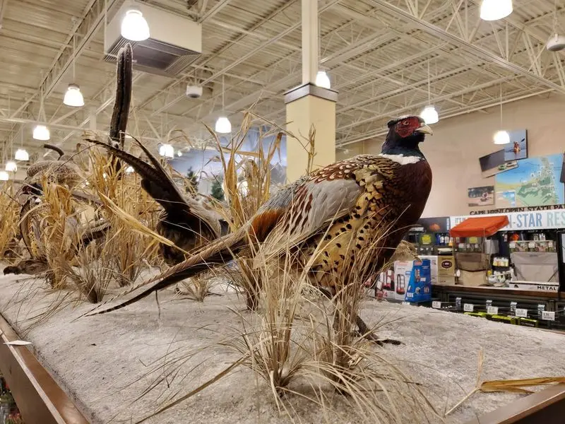 Wildlife Displays Turn Browsing Into Exploring