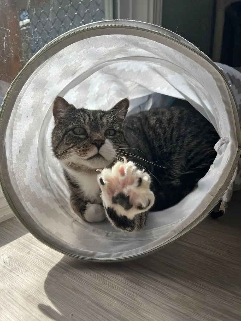 Tunnels That Let The Cats Run Their Own Commute