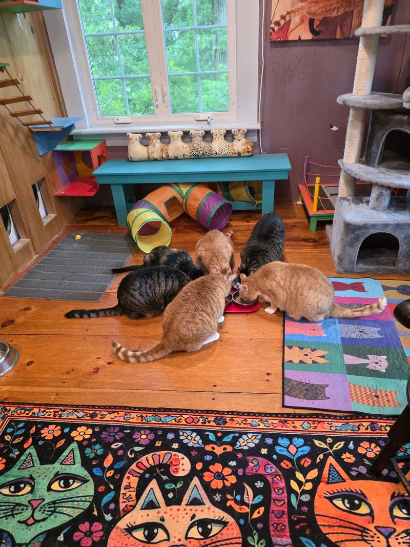 Six Feline Hosts Bring Their Own Personalities