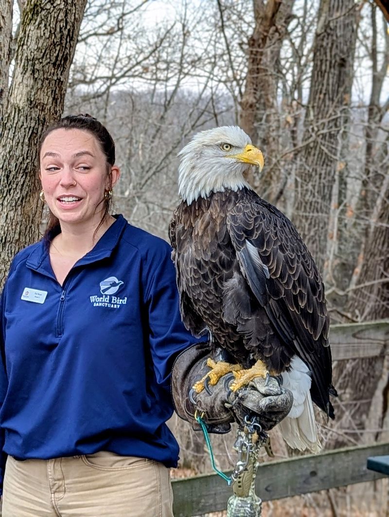 Front-Row Seats For Birds That Actually Fly