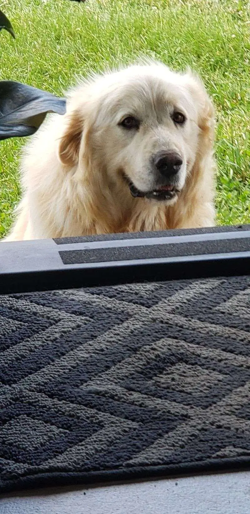 Bailey Takes His Greeter Duties Very Seriously
