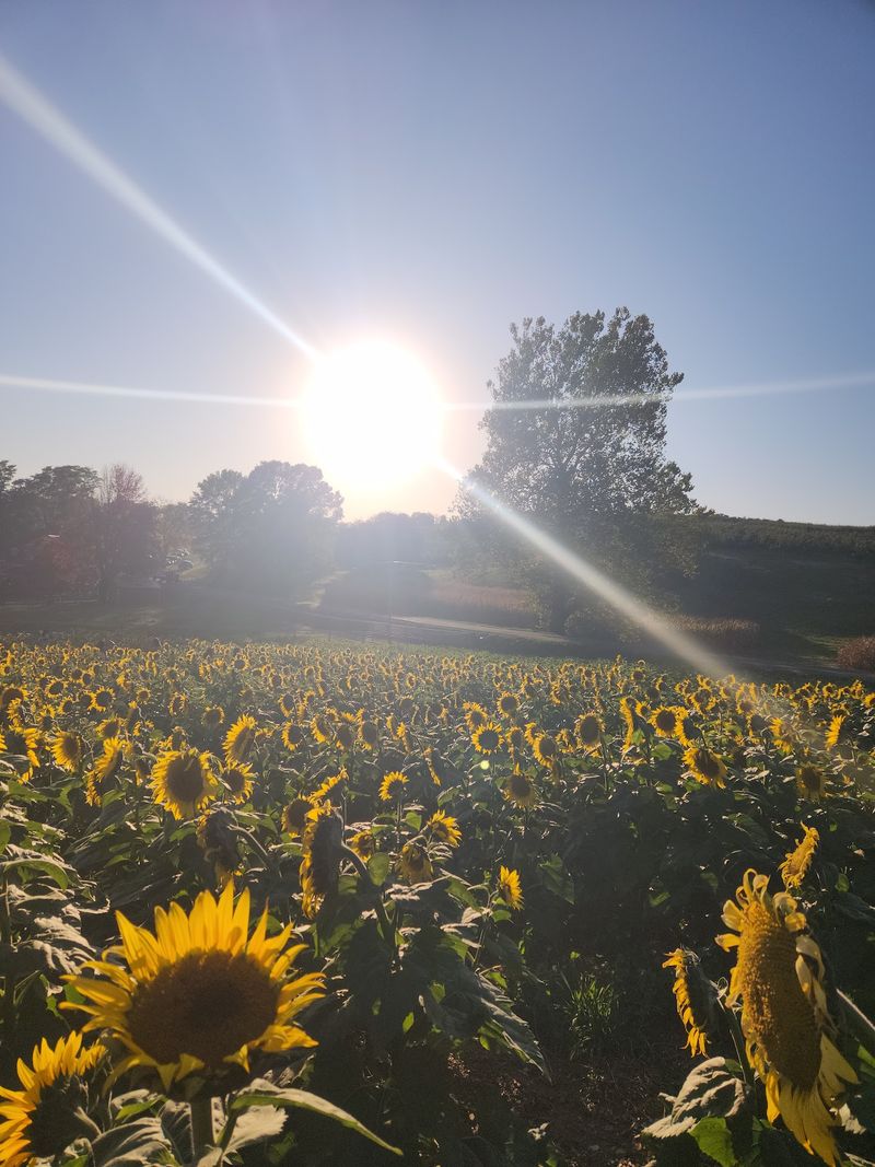 Rolling Hills, Old Roots And A Whole Lot Of Acreage