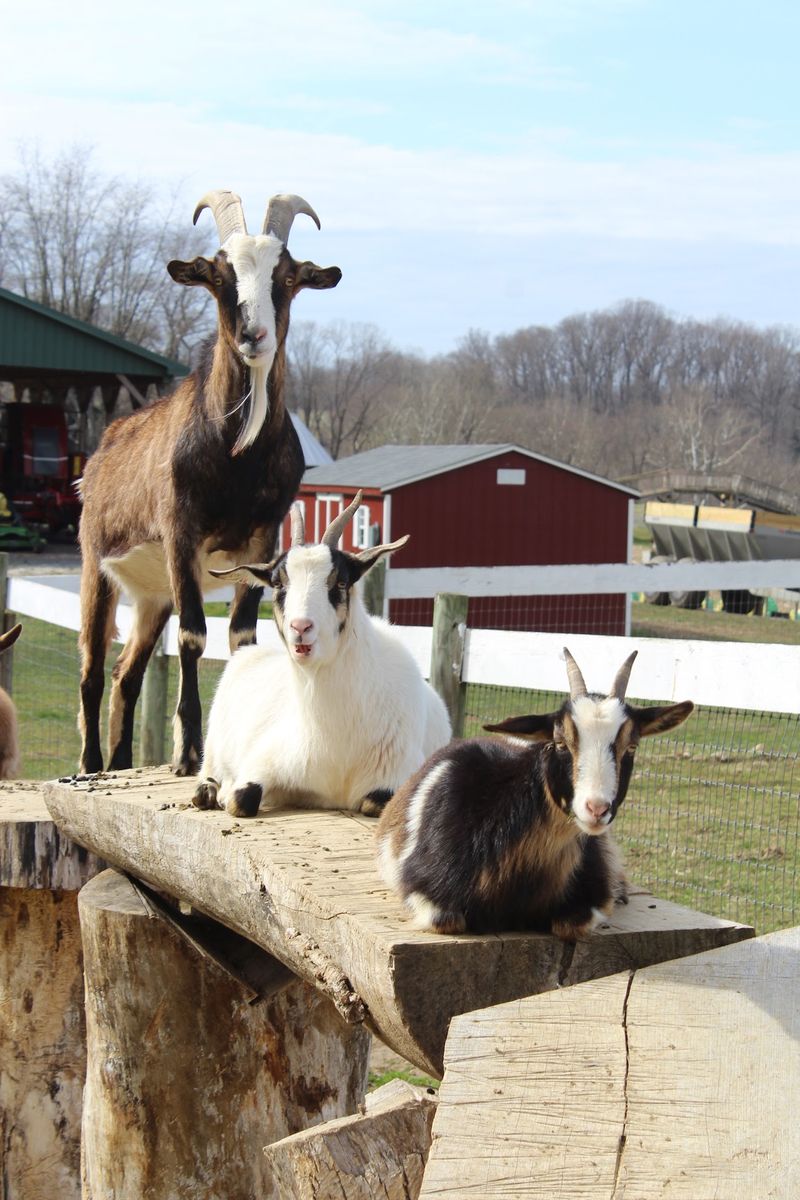 Meet The Goats And Other Barnyard Animals