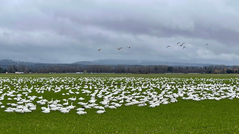 Why The Geese Pick This Patch Of Washington