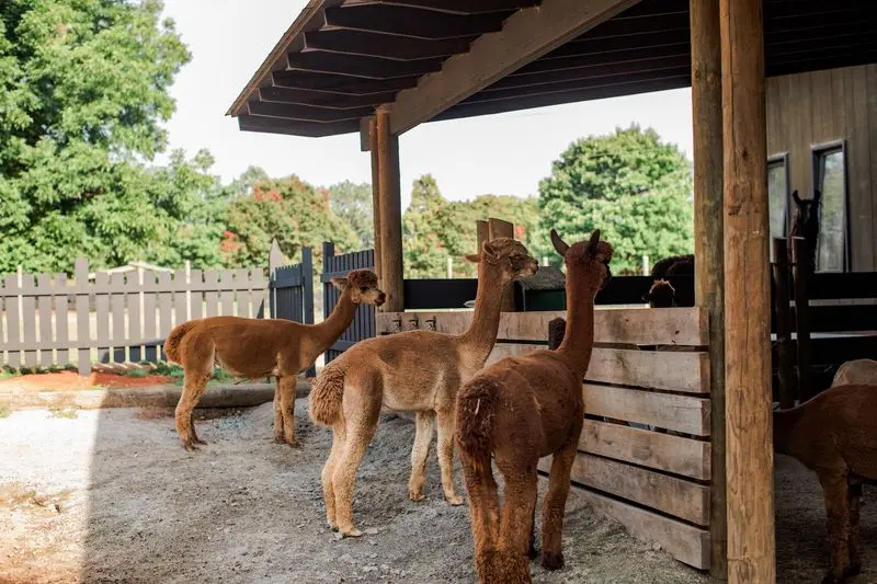 Curious Alpacas Steal the Spotlight