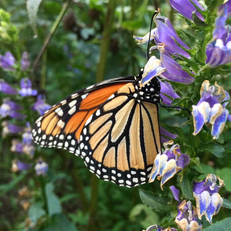 Flowers Reveal the Butterfly Lunch Menu