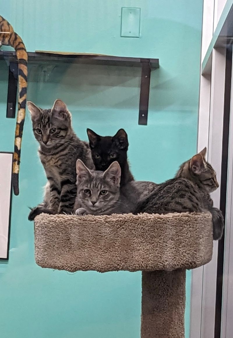 Your Bargains Quietly Pay The Vet Bills