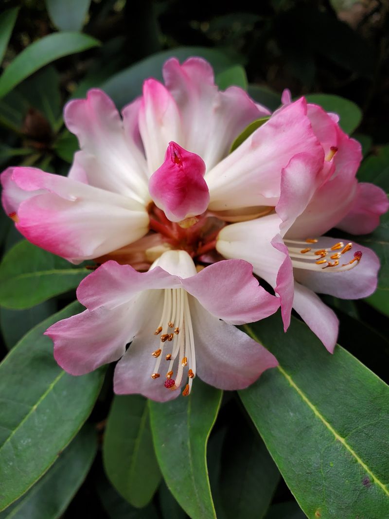 Blooms That Traveled From Half The Globe