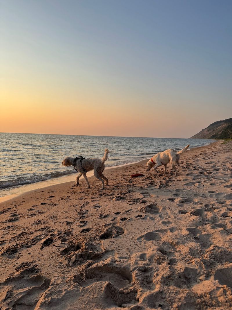 The Family Dog Finally Gets A Beach Invitation Too
