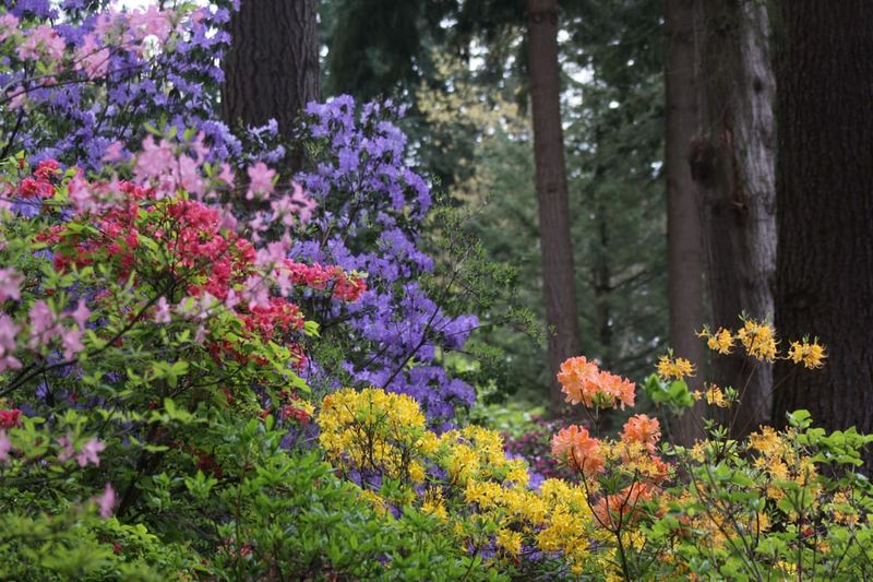 Trilliums, Azaleas, And A Blazing Fall Climber