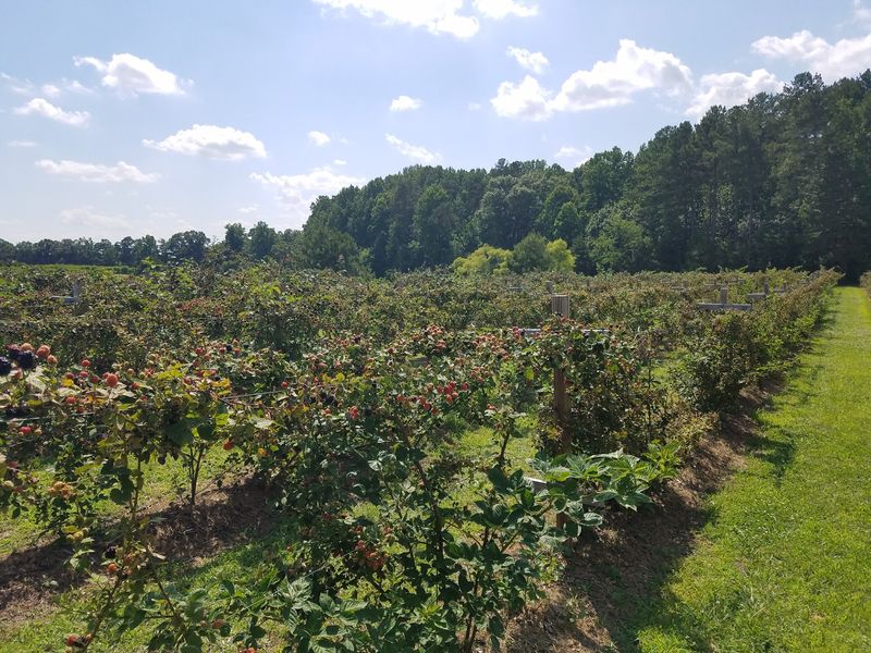 A Hayride Between Farm Stops