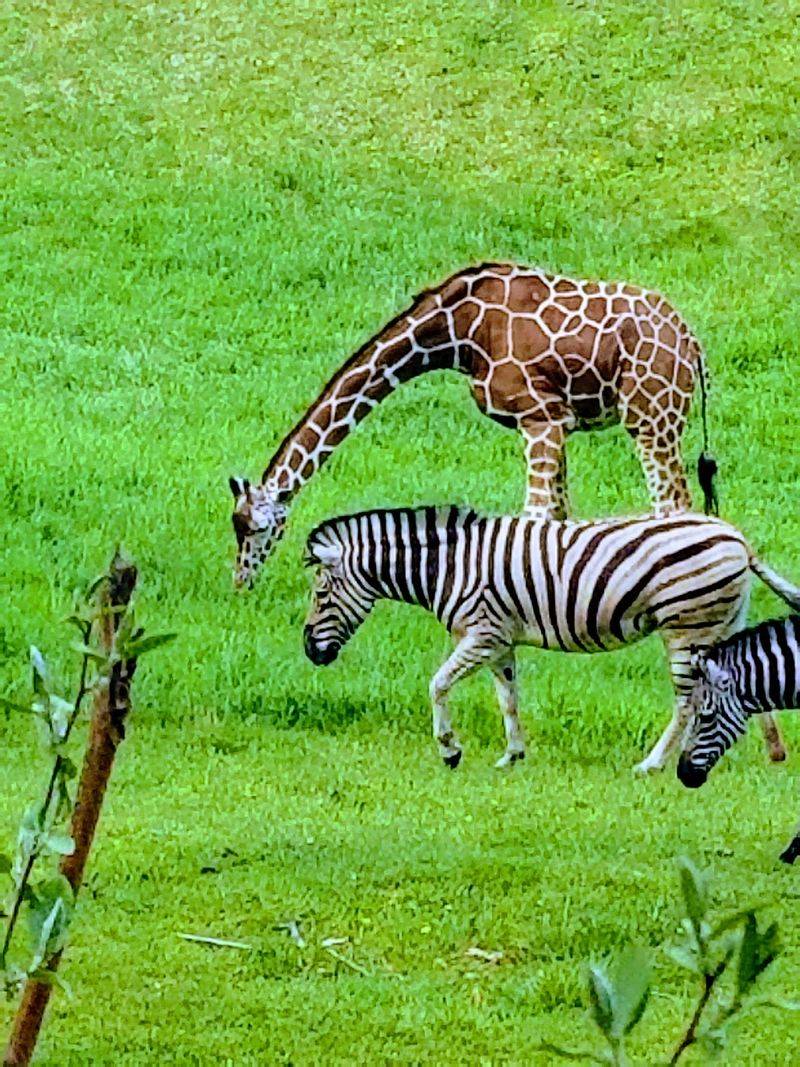 Giraffe Feeding Brings the Biggest Smiles