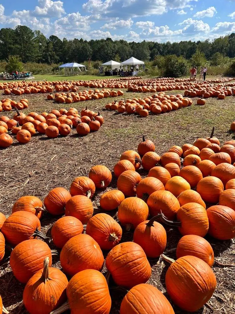 Berry Patch Farms