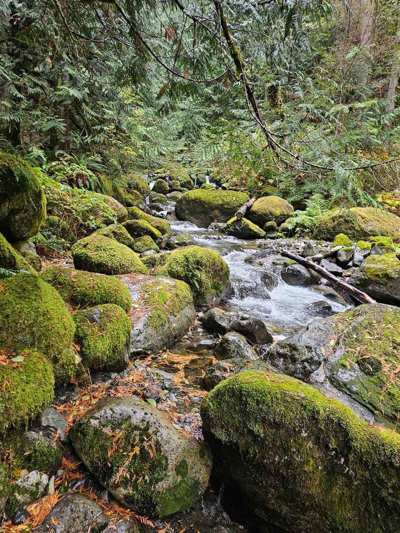 Why the Moss Here Looks Like Someone Painted It
