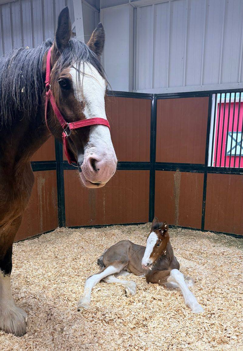 Those Wobbly Foals Will Steal Your Whole Afternoon