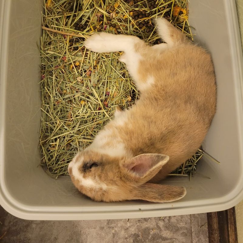 Rabbits, Rats, And Other Pleasant Surprises