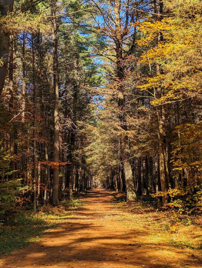 October Changes the Woodland Soundtrack