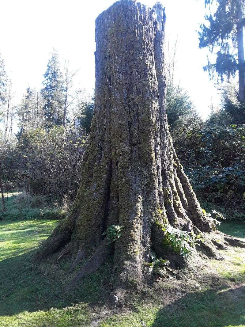 The Spruce That Earned Oregon Bragging Rights