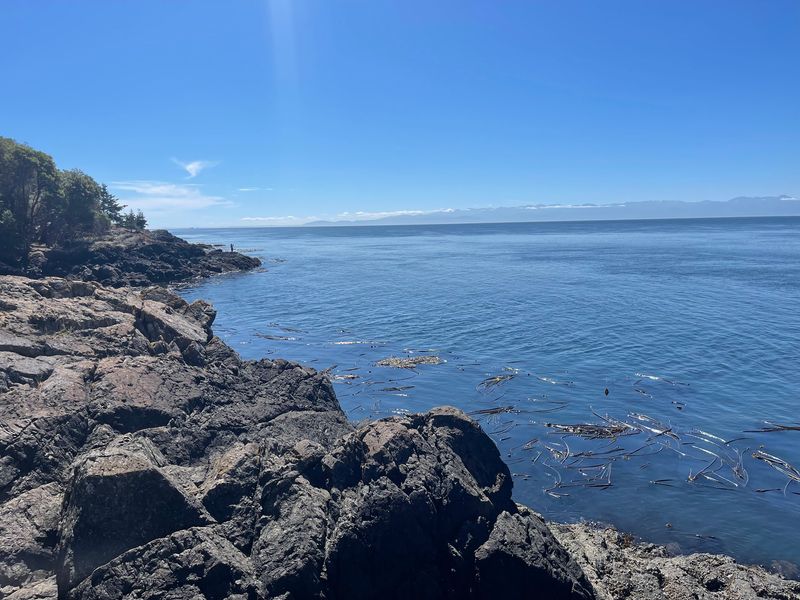 Your Best Odds At Seeing Orcas Without A Boat