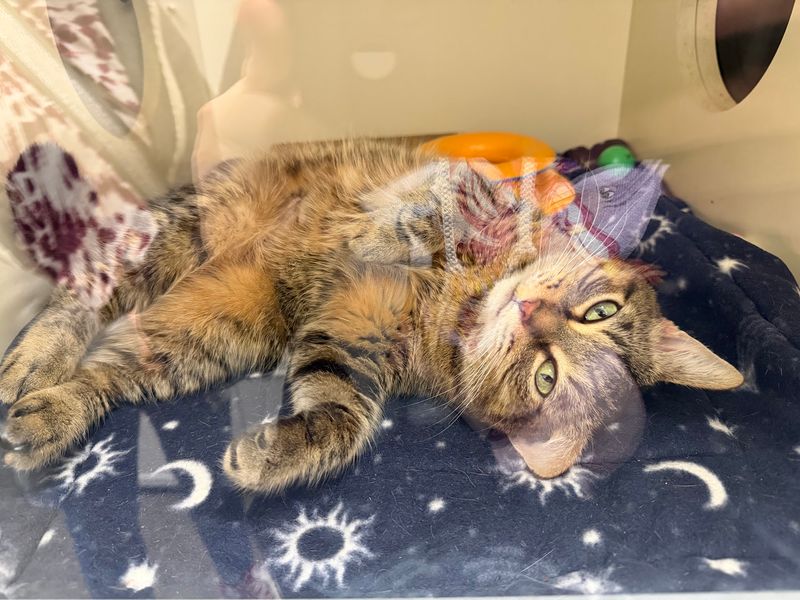 The Cat Room Where Kittens Pick Their People