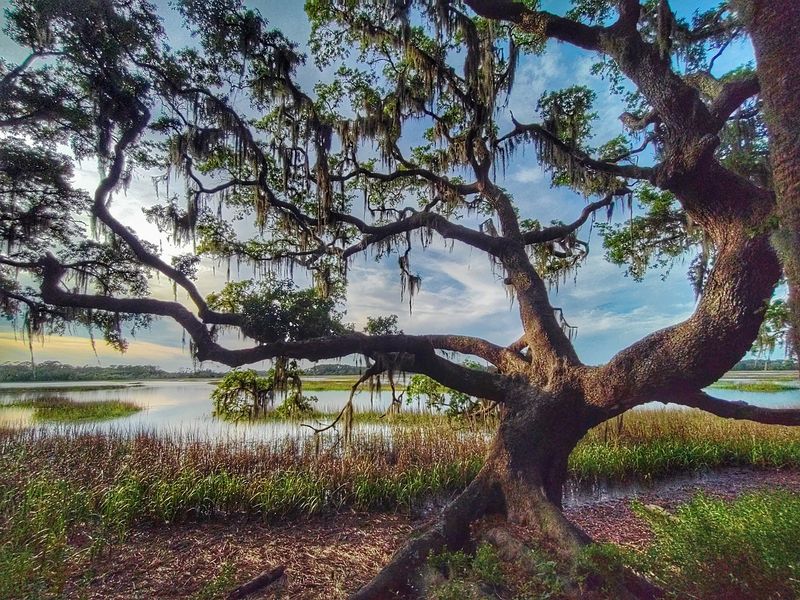 Marsh Views Reveal the Coast Beyond the Trees