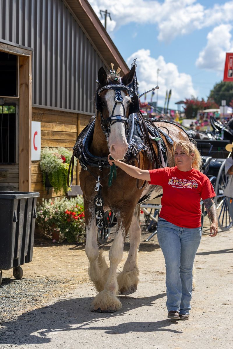 How One Horse Named Doc Started The Whole Story