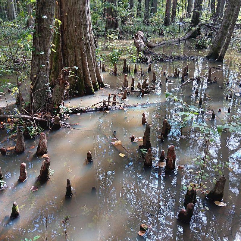 Trees With Roots in the Ice Age