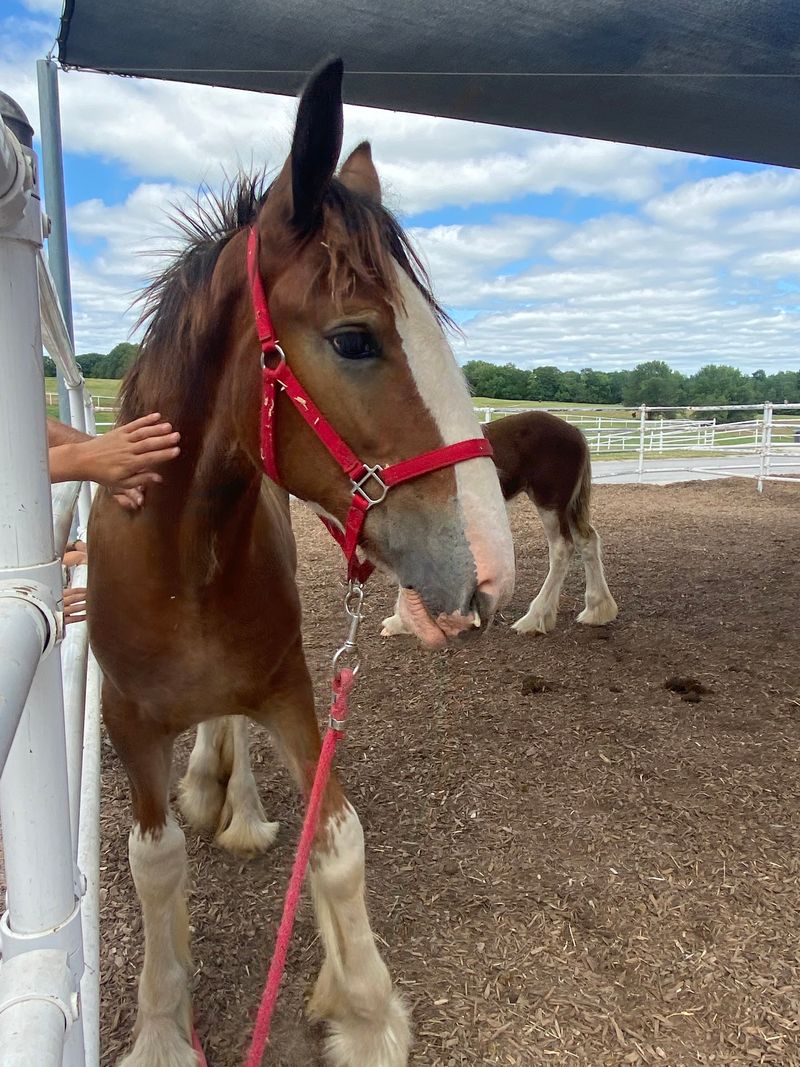 Grooming A Giant Is Exactly As Fun As It Sounds