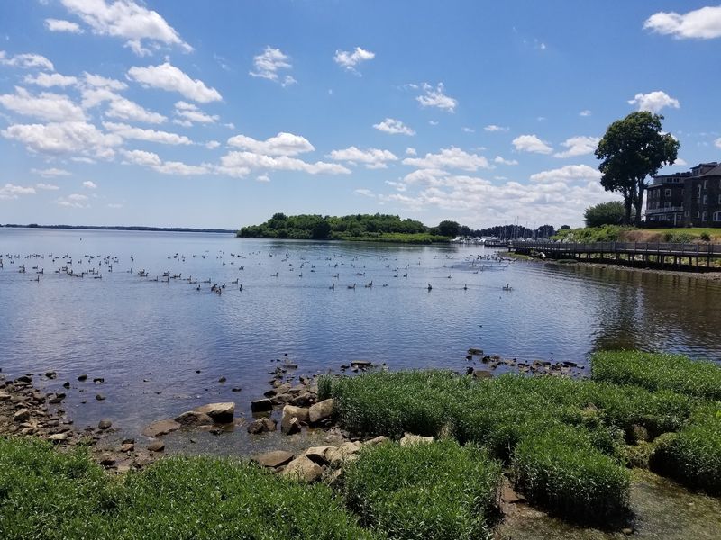 The Susquehanna Flats And The Birds That Started Everything