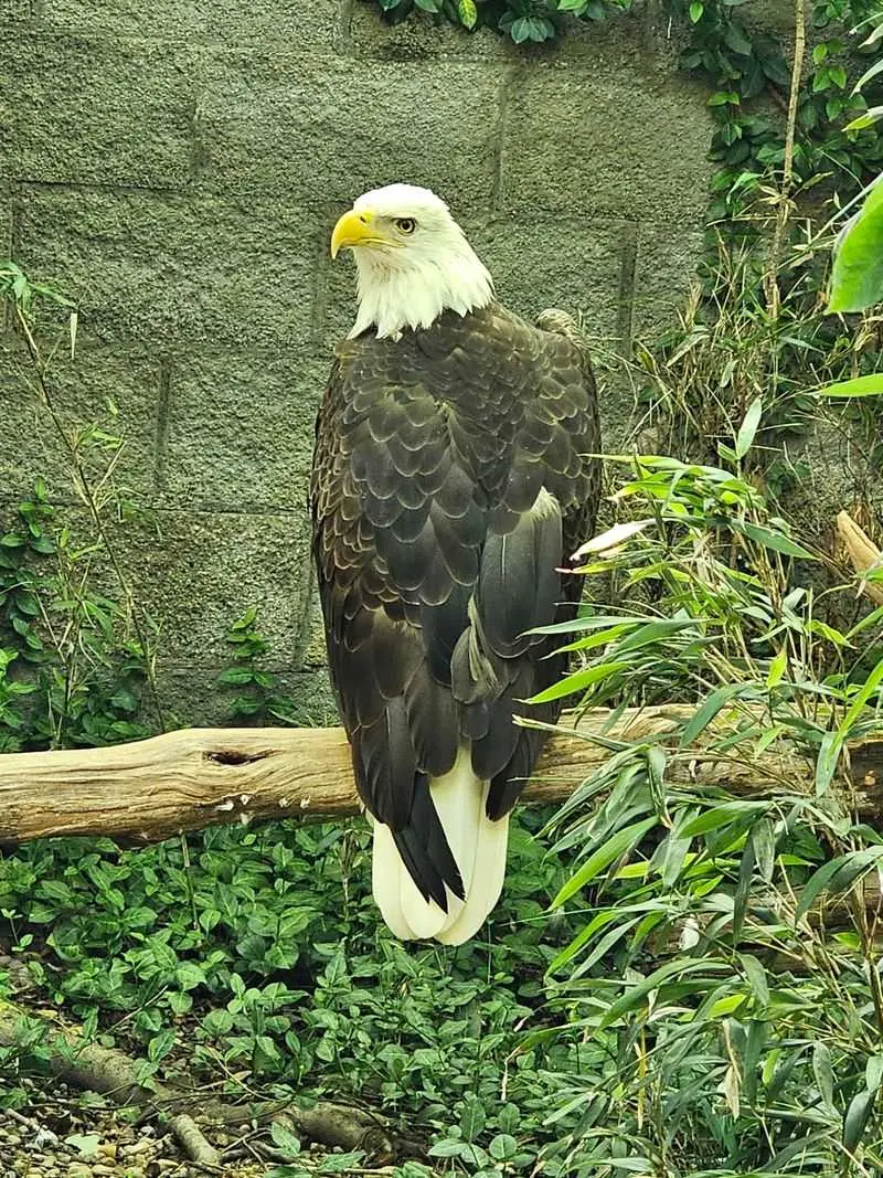Second Chances For Animals That Can't Go Back To The Wild