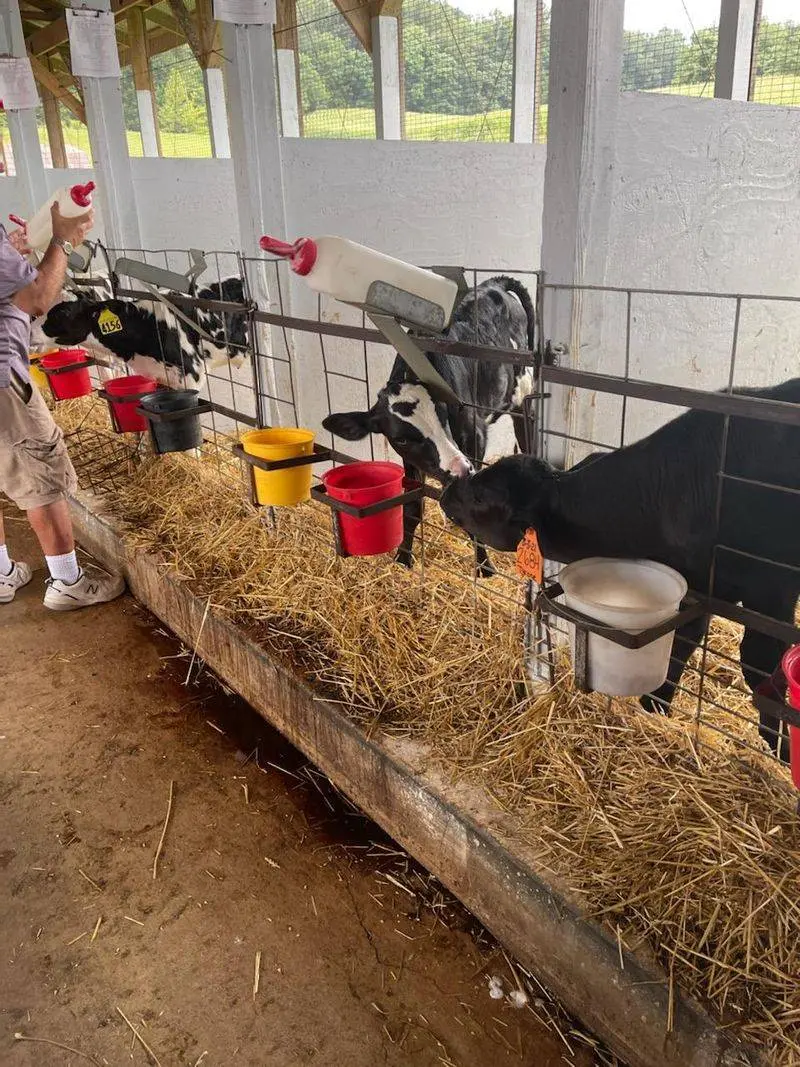 Bottle-Feeding Baby Calves Is The Ticket Every Kid Wants