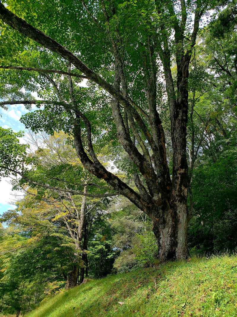 Enjoy the Mountain Forest