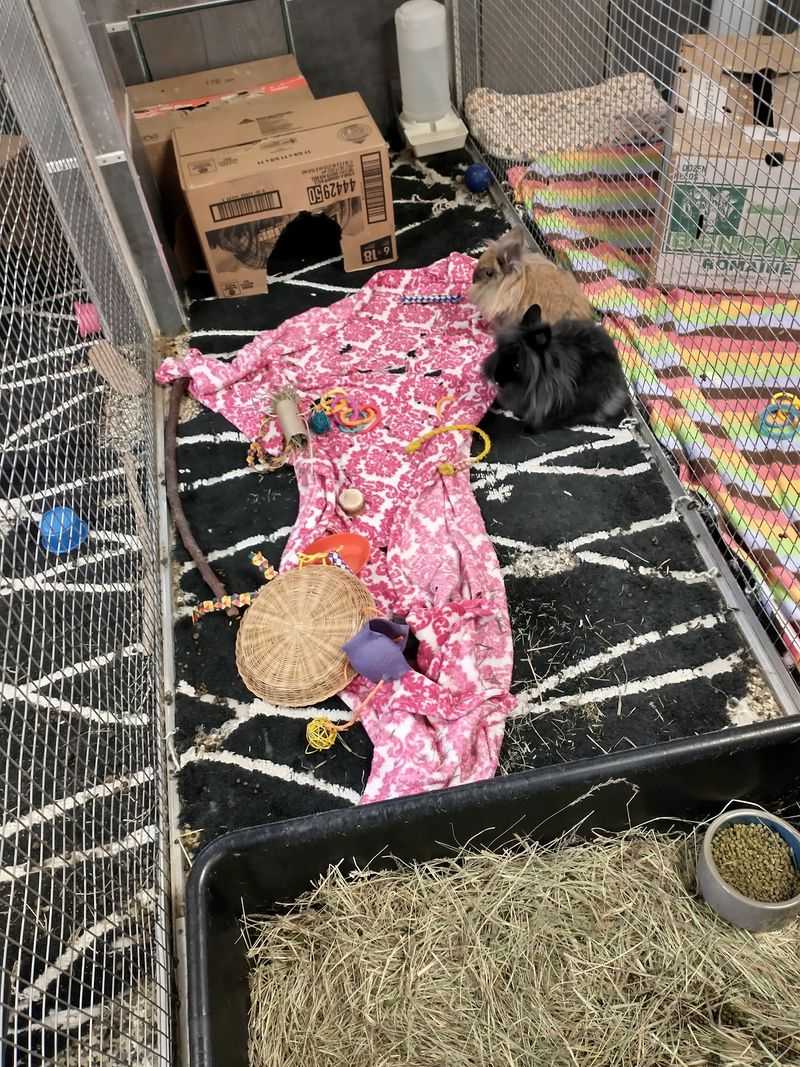 Matchmaking For Rabbits Who Need A Buddy