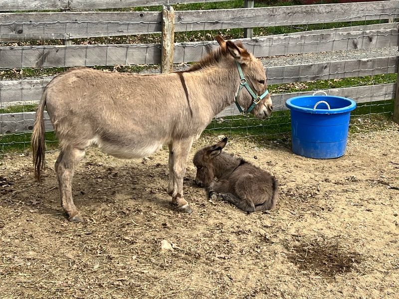 Rare Farm Breeds Live Here, And Some Of Them Want A Snack