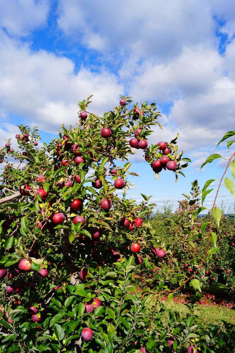 Pick Your Own Apples From More Than Twenty Varieties