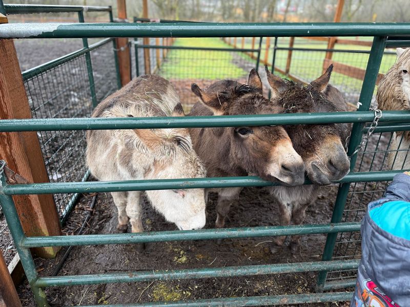 Three Sweet Mini Donkeys And Some Very Fun Horses