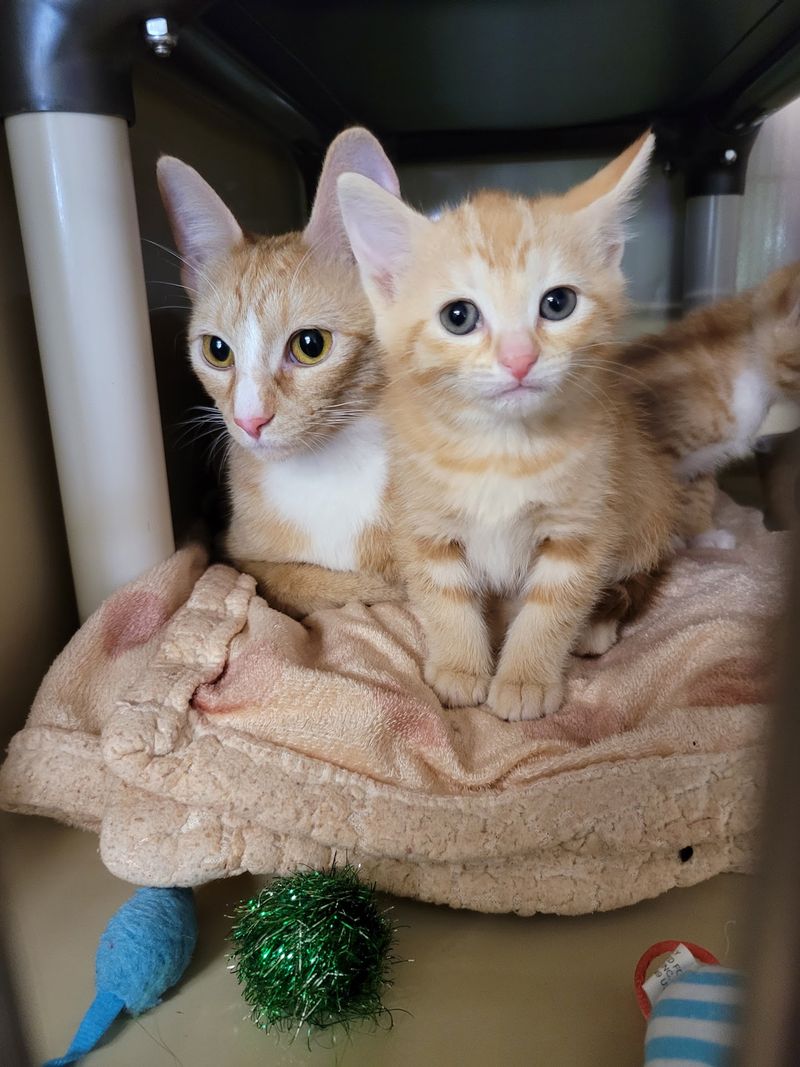 Your Old Towels Could Become Somebody's Favorite Bed