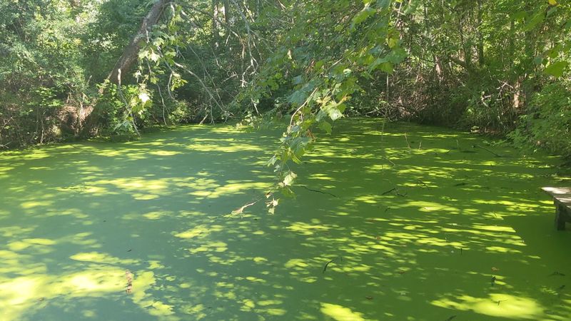 Meadow Paths, Labeled Trees, and a Neon-Green Pond