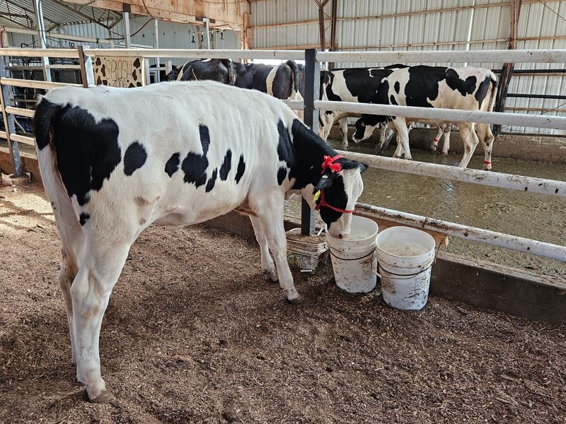 Why This Glass Of Milk Is Worth The Trip